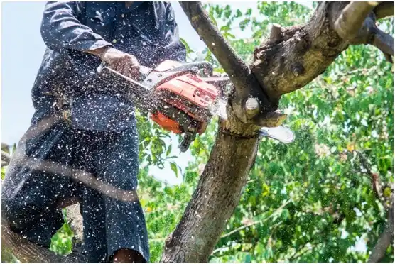 tree services Rhinelander